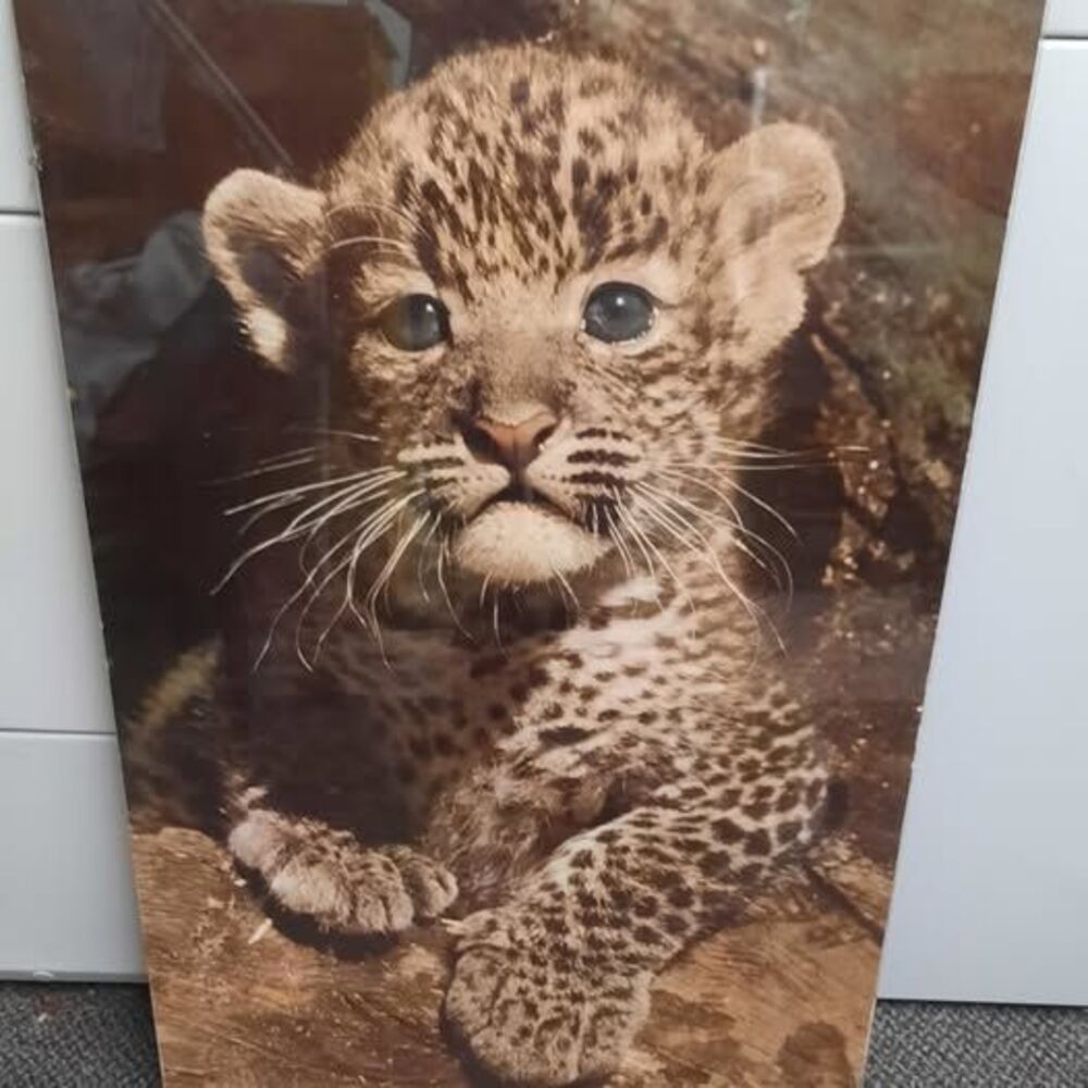 Big Cat Pictures